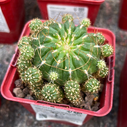 Matucana polzii
