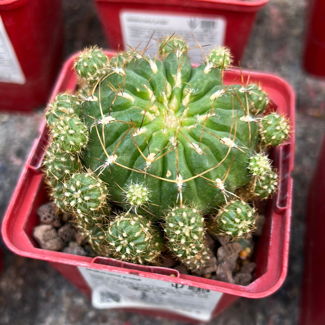 Matucana polzii