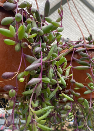 Othonna capensis 'Ruby's Necklace'