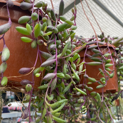 Othonna capensis ‘Collar de rubies’