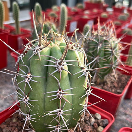 Trichocereus tacaquirensis subs. tachymbalensis