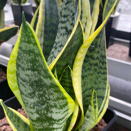Dracaena trifasciata 'Laurentii' | Sansevieria trifasciata 'Laurentii'