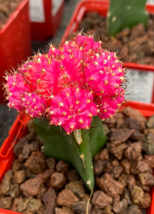 Grafted Gymnocalycium mihanovichii