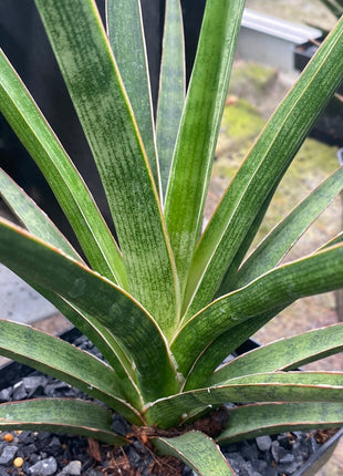 Dracaena  "Silver nymph"