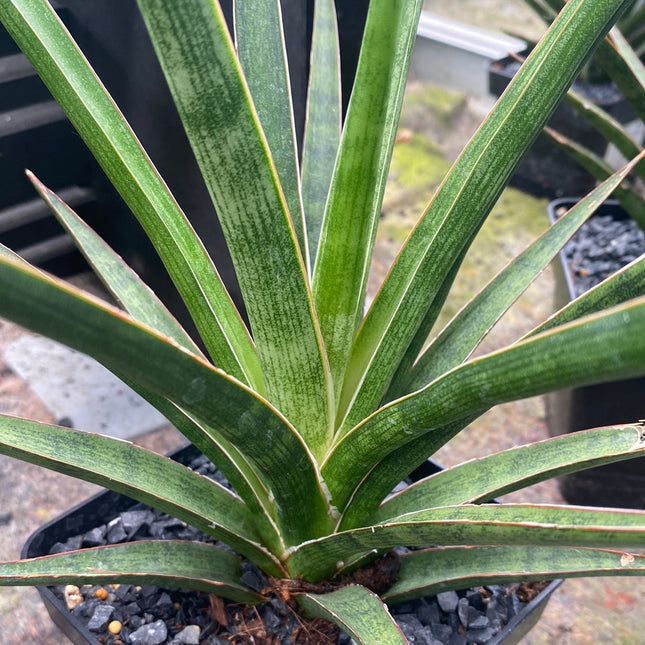Dracaena  "Silver nymph"