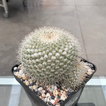 Mammillaria geminispina brevispina