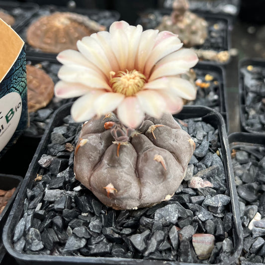 Gymnocalycium prochazkianum