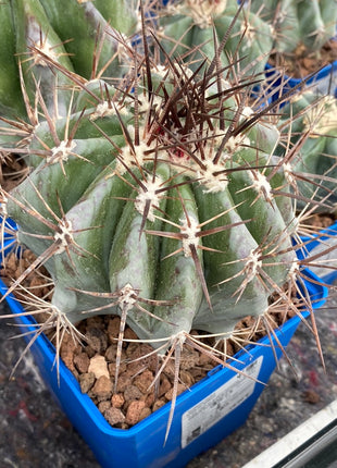 Echinocactus platyacanthus
