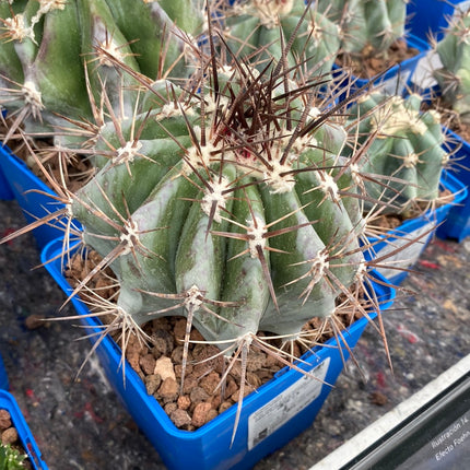 Echinocactus platyacanthus