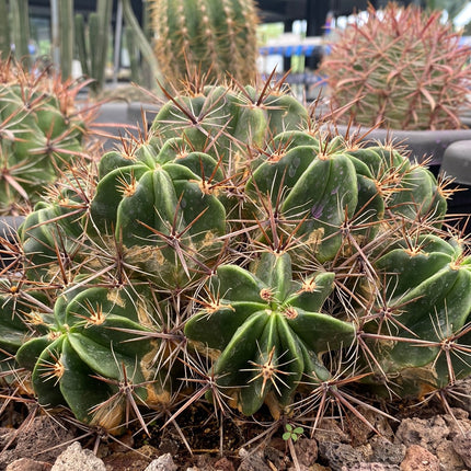 Ferocactus robustus | Biznaga de piñita
