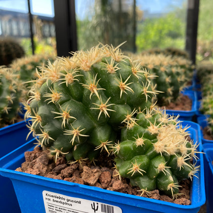 Kroenleinia grusonii var. brevispinus