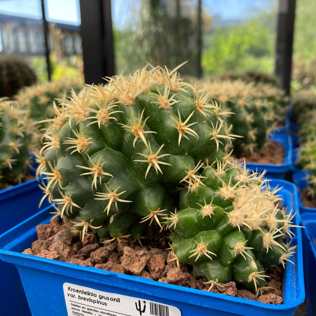 Kroenleinia grusonii var. brevispinus