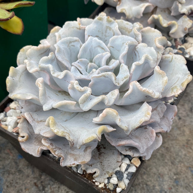 Echeveria 'Crispate beauty'