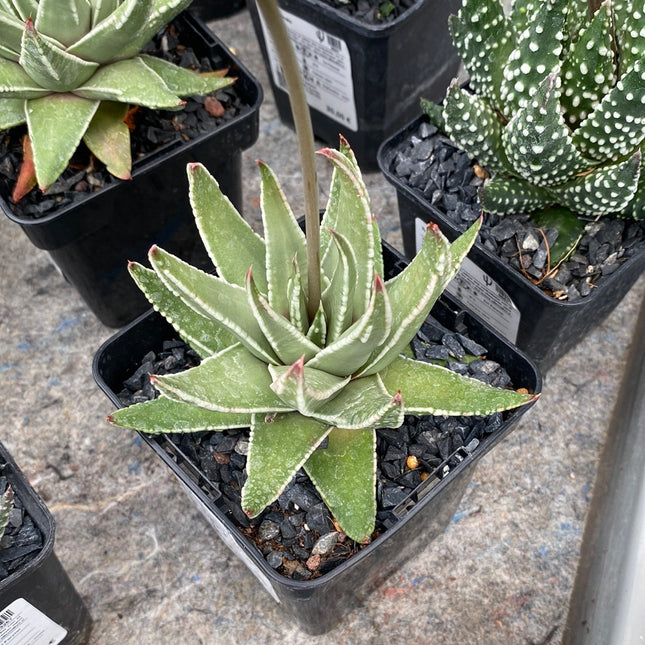 Tulista marginata 'White Edge'