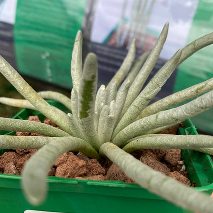 Senecio scaposus