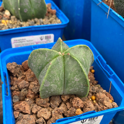 Astrophytum myriostigma var. nudum