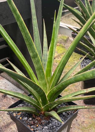 Dracaena  "Silver nymph"