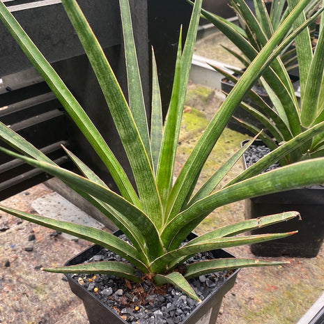 Dracaena  "Silver nymph"
