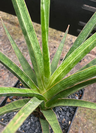 Dracaena  "Silver nymph"