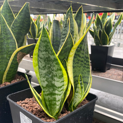 Dracaena trifasciata 'Laurentii' | Sansevieria trifasciata 'Laurentii'