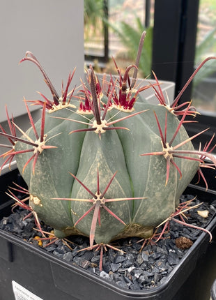 Ferocactus emoryi