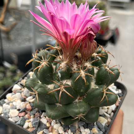 Coryphantha elephantidens