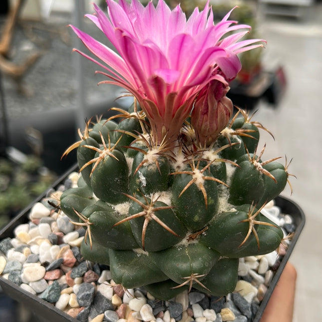 Coryphantha elephantidens