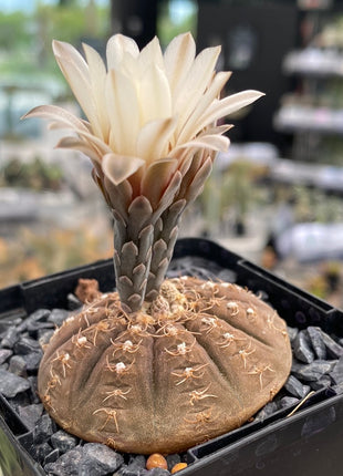 Gymnocalycium ragonesei