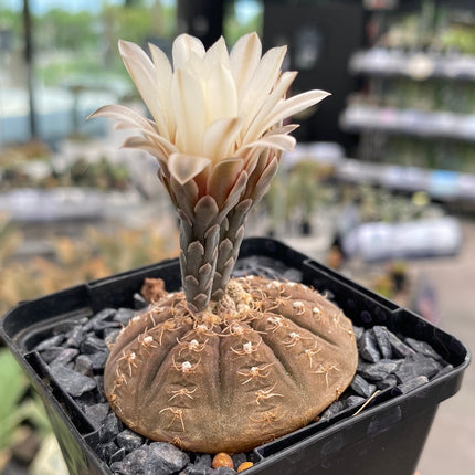 Gymnocalycium ragonesei