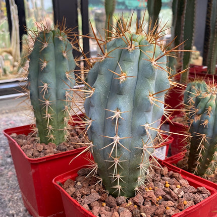 Browningia hertlingiana