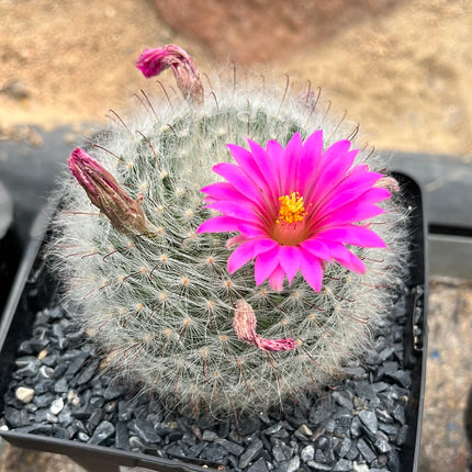 Mammillaria gueizowiana