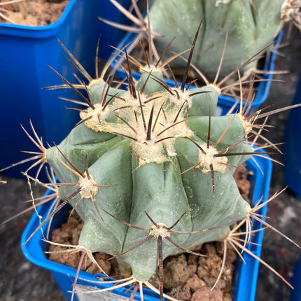 Echinocactus platyacanthus