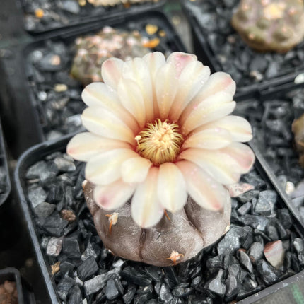 Gymnocalycium prochazkianum
