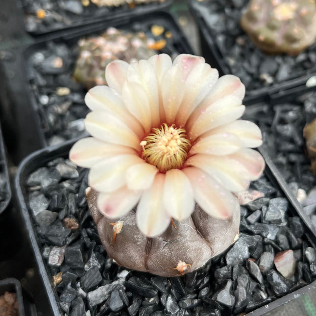Gymnocalycium prochazkianum