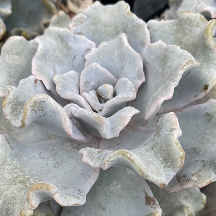Echeveria ‘Crispate beauty’