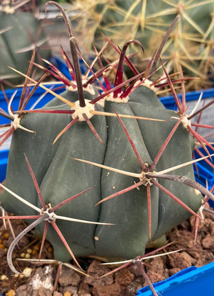 Ferocactus emoryi