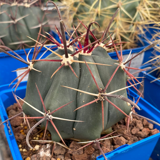 Ferocactus emoryi | Biznaga di Emory