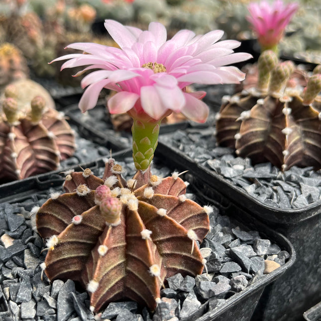 Gymnocalycium mihanovichii var. agua dulce