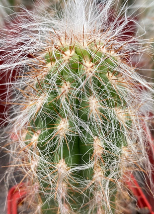 Oreocereus celsianus