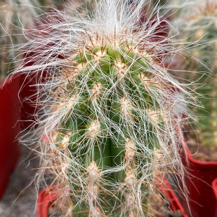 Oreocereus celsianus