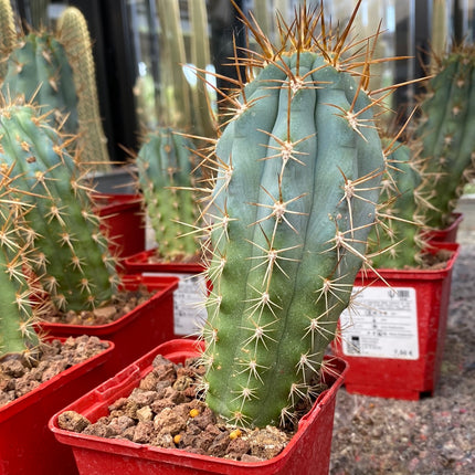 Browningia hertlingiana