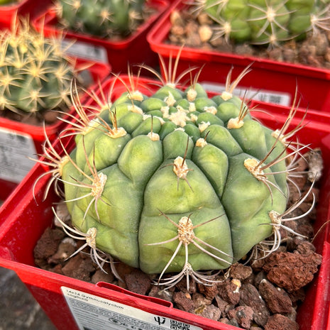 Gymnocalycium saglionis