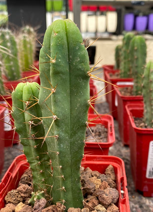 Trichocereus bridgesii