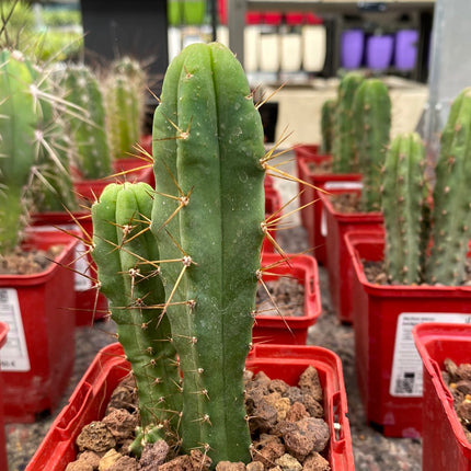 Trichocereus Bridgesii