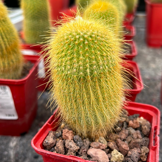 Parodia leninghausii
