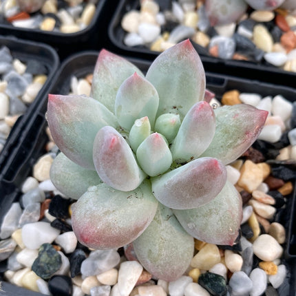 Pachyveria 'Angel's fingers'