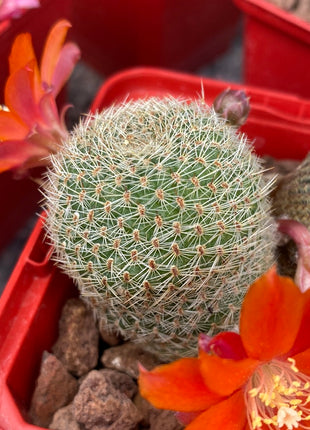 Aylostera heliosa ‘Helis Belis’