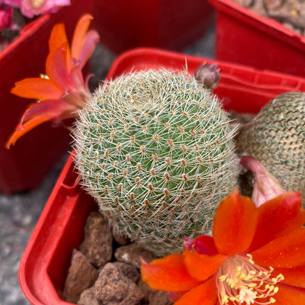 Aylostera heliosa subs. theresae