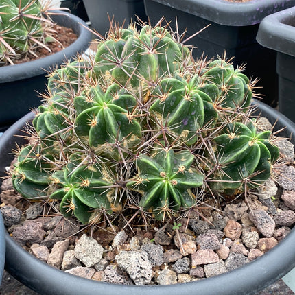 Ferocactus robustus | Biznaga de piñita