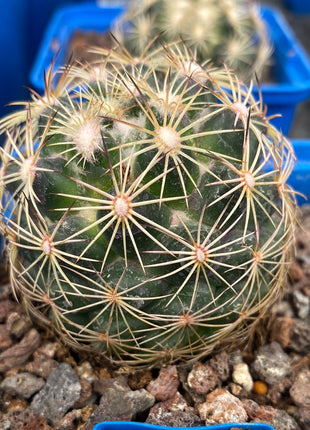 Coryphantha cornifera